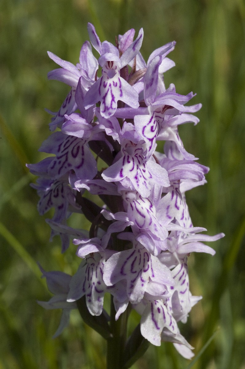 Dactylorhiza Maculata Spotted Orchid dactylorhiza-maculata-spotted-orchid